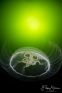 Common jellyfish (Aurelia aurita), Zeeland, the Netherlands. by Filip Staes 